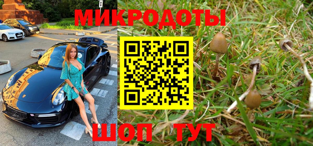 Псилоцибиновые грибы Psilocybe Кропоткин
